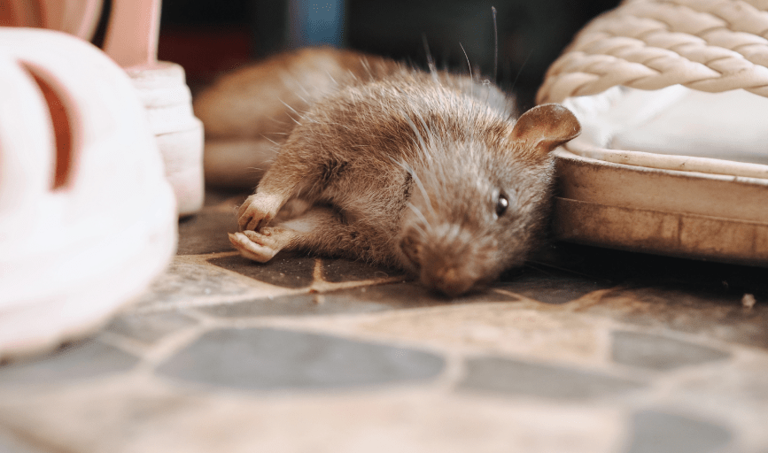 RODENT CONTROL